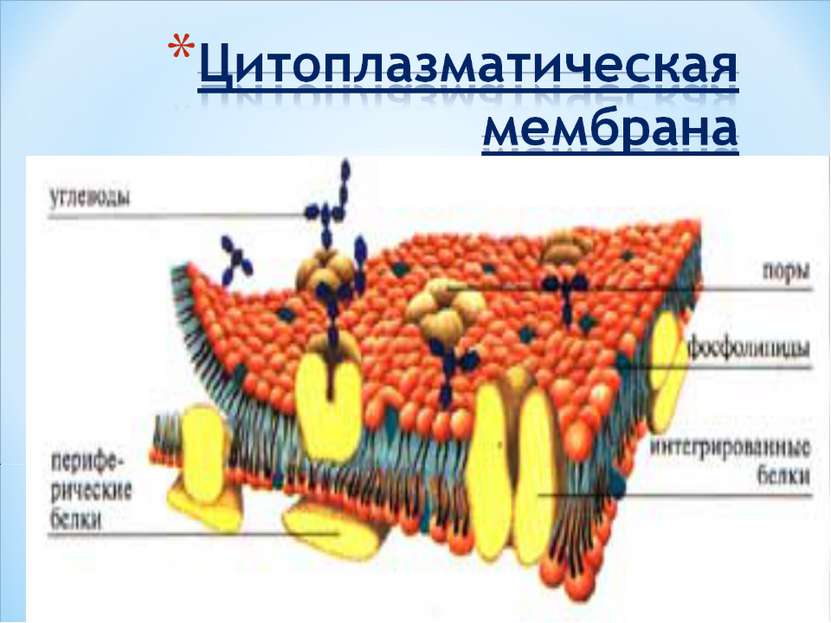 Эукариотическая клетка плазматическая мембрана. Клеточная цитоплазматическая мембрана. Цитоплазматическая мембрана эукариотической клетки. Строение цитоплазматической мембраны. Рисунок цитоплазматической мембраны эукариотической клетки.