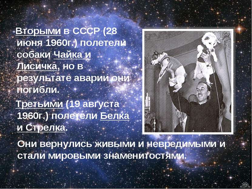 Вторыми в СССР (28 июня 1960г.) полетели собаки Чайка и Лисичка, но в результ...