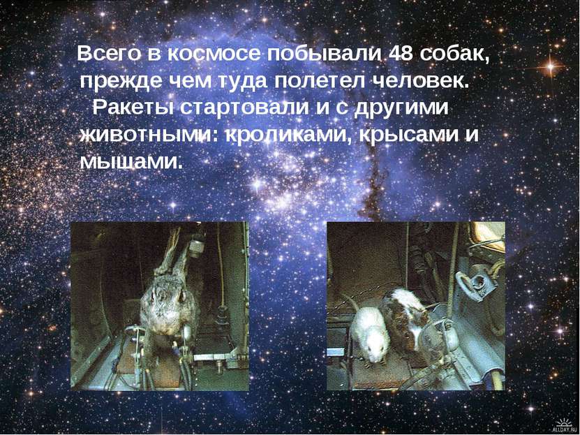 Всего в космосе побывали 48 собак, прежде чем туда полетел человек. Ракеты ст...