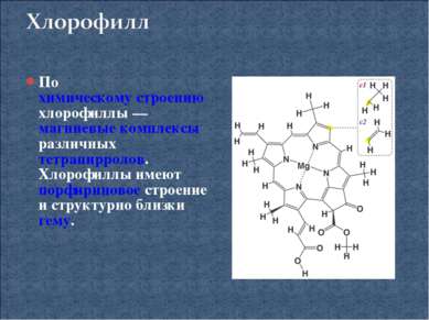 По химическому строению хлорофиллы — магниевые комплексы различных тетрапирро...