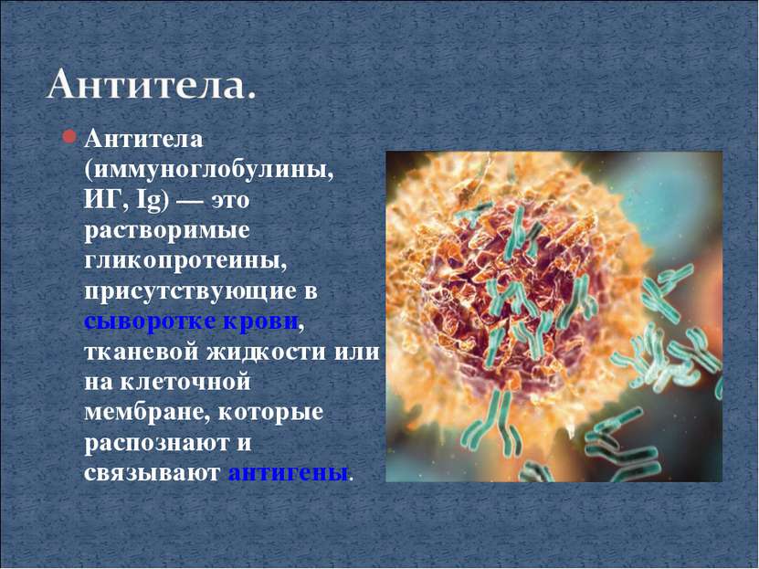 Антитела (иммуноглобулины, ИГ, Ig) — это растворимые гликопротеины, присутств...
