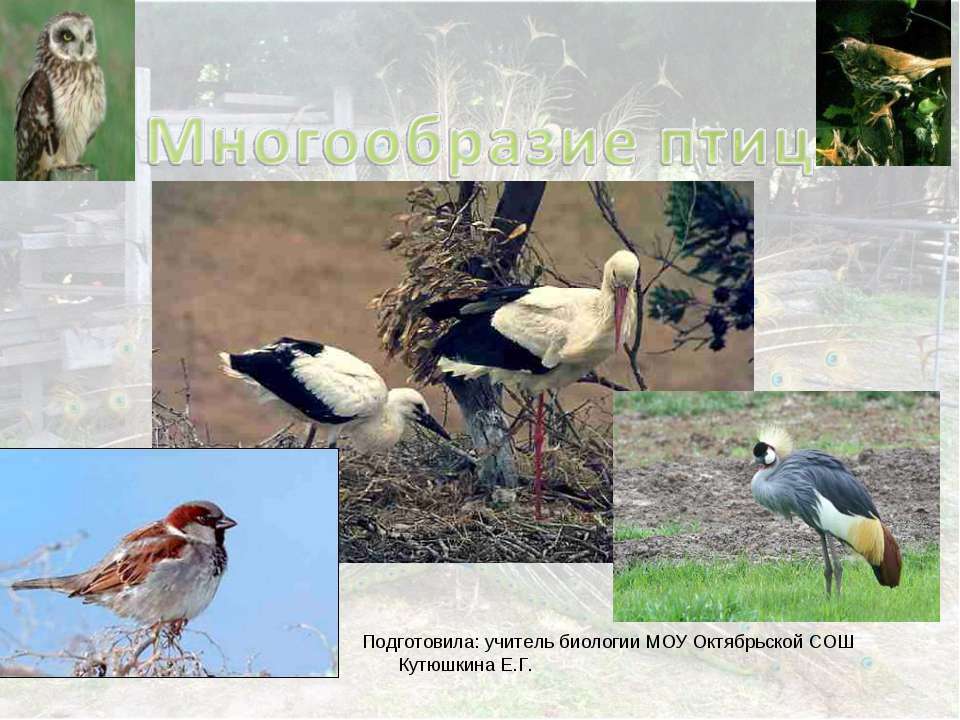 Многообразие птиц. Многообразие птиц 1 слайд. Многообразие птиц отряды Журавли. Теме "многообразие птиц родного края".
