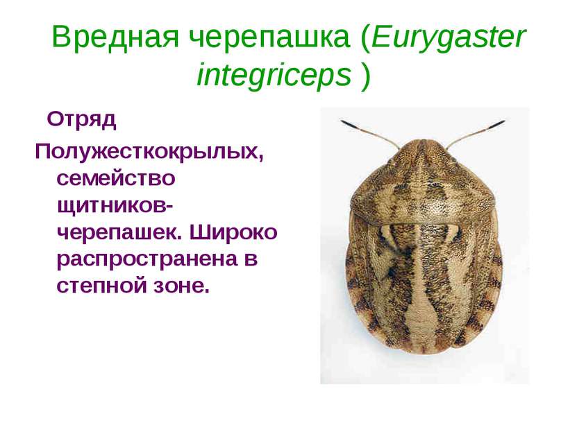 Вредная черепашка (Eurygaster integriceps )   Отряд Полужесткокрылых, семейст...
