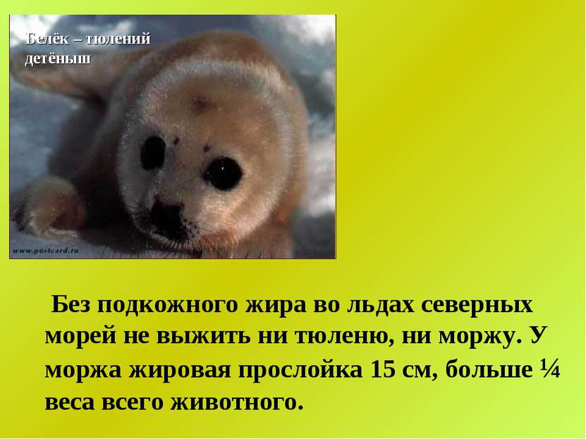Белёк – тюлений детёныш Без подкожного жира во льдах северных морей не выжить...