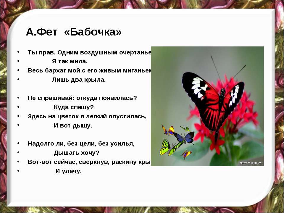 Бабочка какой вопрос. Фет бабочка. Фет бабочка стих. Стих про бабочку.