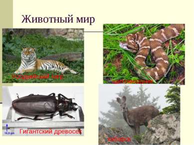 Животный мир Уссурийский тигр Гигантский древосек щитомордник кабарга