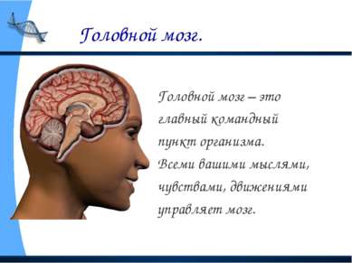Головной мозг. Головной мозг – это главный командный пункт организма. Всеми в...