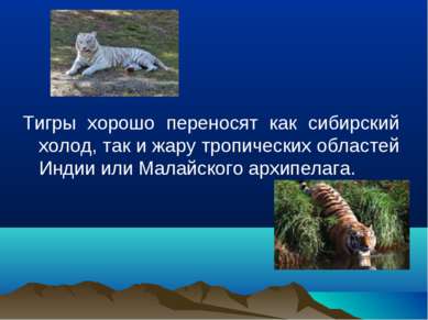 Тигры хорошо переносят как сибирский холод, так и жару тропических областей И...