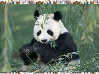 Гигантская панда (Ailuropoda melanoleuca) обитает в Китае, в верховьях реки Я...