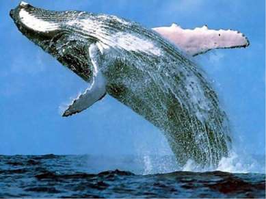 Голубой кит (Balaenoptera musculus) является самым большим животным на планет...