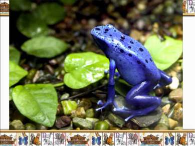 Лягушка голубой древолаз (Dendrobates azureus) является одним из самых удивит...
