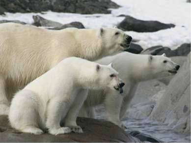 Полярному медведю (Ursus maritimus) угрожает глобальное потепление. Шансы выж...