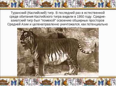 Туранский (Каспийский) тигр. В последний раз в естественной среде обитания Ка...