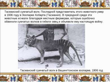 Тасманский сумчатый волк. Последний представитель этого животного умер в 1936...