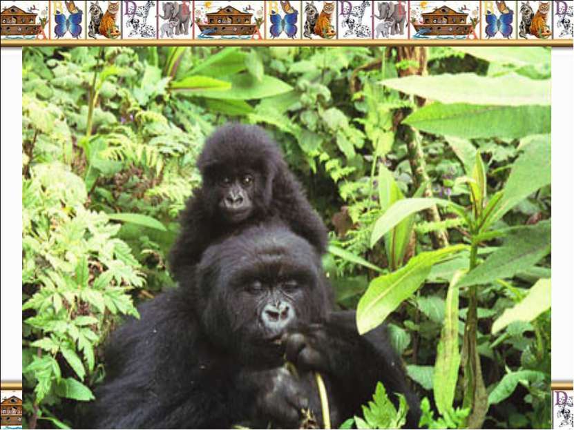 Африканская горная горилла (Gorilla beringei beringei) – самый большой и силь...