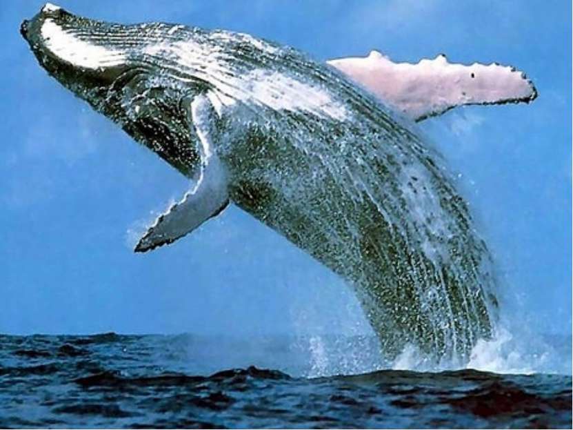 Голубой кит (Balaenoptera musculus) является самым большим животным на планет...