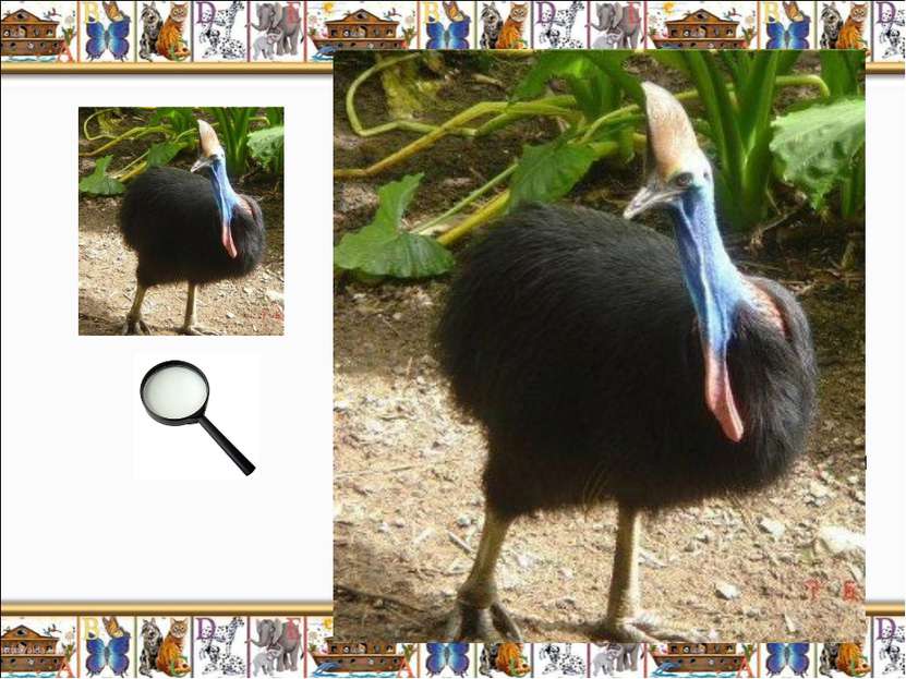 Казуар (Casuarius casuarius) – древняя бескрылая птица Австралии, питаясь фру...