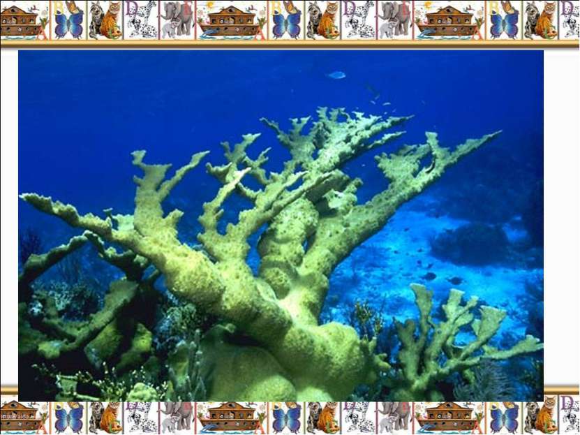 Лосерогие и оленерогие кораллы (Acropora palmata and A. cervicornis) – ещё од...