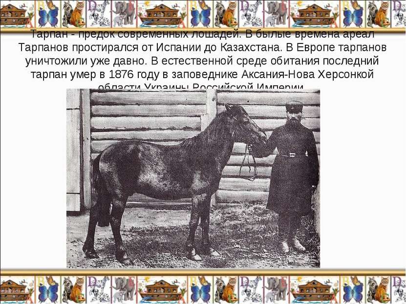 Тарпан - предок современных лошадей. В былые времена ареал Тарпанов простирал...