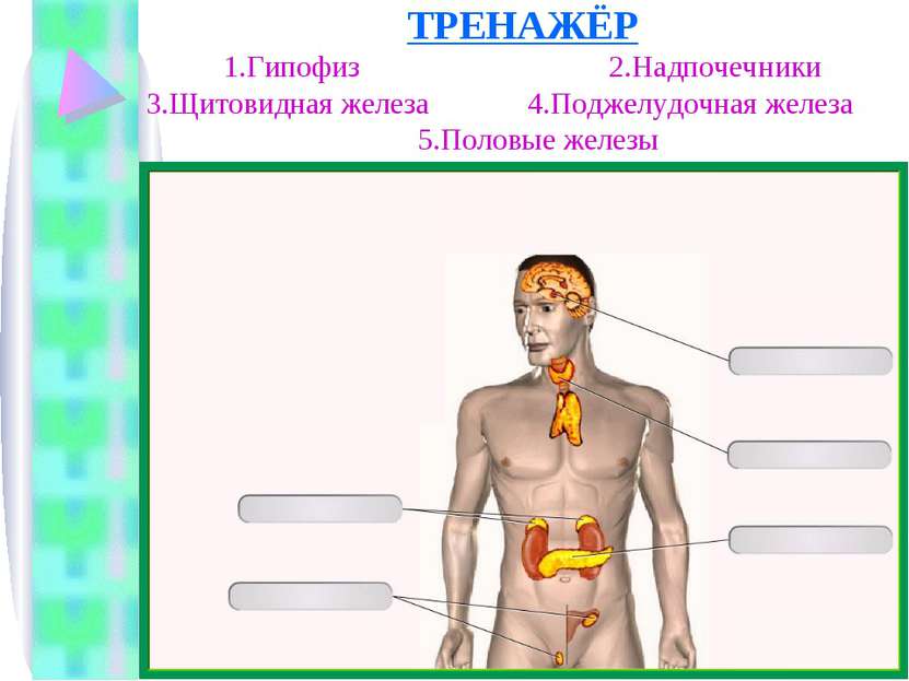 Гипофиза половых желез. Гипофиз щитовидная железа надпочечники. Надпочечники и щитовидная железа. Щитовидная и поджелудочная железа. Железы внутренней секреции надпочечники.