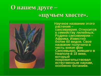 О нашем друге – «щучьем хвосте». Научное название этого растения – сансевиери...