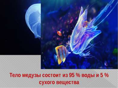 Тело медузы состоит из 95 % воды и 5 % сухого вещества