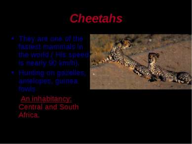Cheetahs They are one of the fastest mammals in the world.( His speed is near...