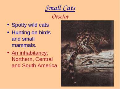 Small Cats Otselot Spotty wild cats Hunting on birds and small mammals. An in...