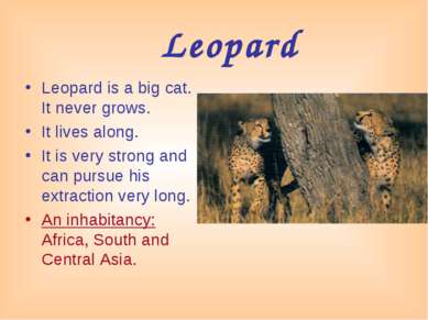 Leopard Leopard is a big cat. It never grows. It lives along. It is very stro...