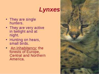 Lynxes They are single hunters. They are very active in twilight and at night...