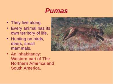Pumas They live along. Every animal has its own territory of life. Hunting on...