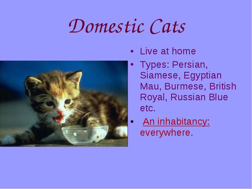 Domestic Cats Live at home Types: Persian, Siamese, Egyptian Mau, Burmese, Br...