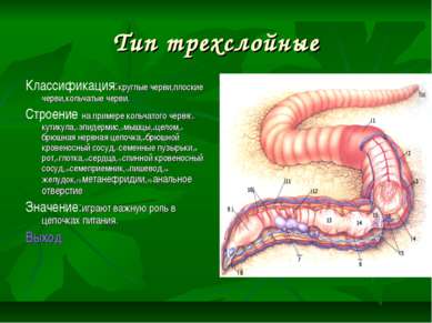 Тип трехслойные Классификация:круглые черви,плоские черви,кольчатые черви. Ст...