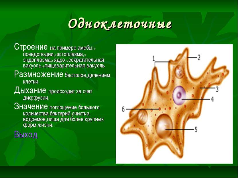 Одноклеточные Строение на примере амебы:1-псевдоподии,2-эктоплазма,3-эндоплаз...