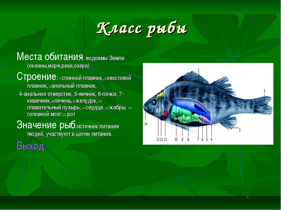 Русский язык 8 класс рыба. Сообщение о рыбе. Проект про рыб. Доклад о рыбах 3 класс. Проект на тему рыбы.