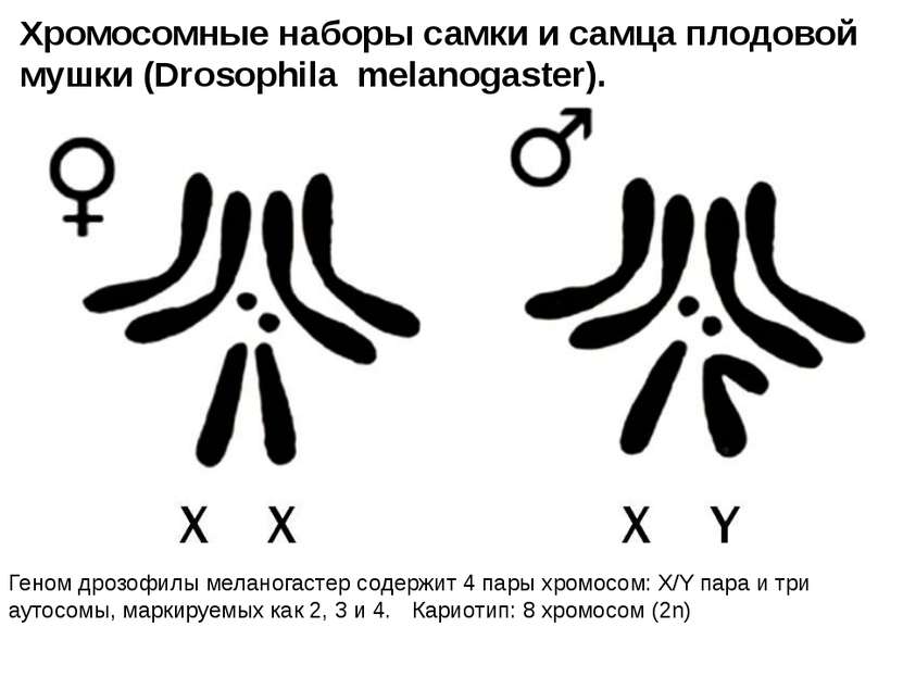 Хромосомные наборы самки и самца плодовой мушки (Drosophila melanogaster). Ге...