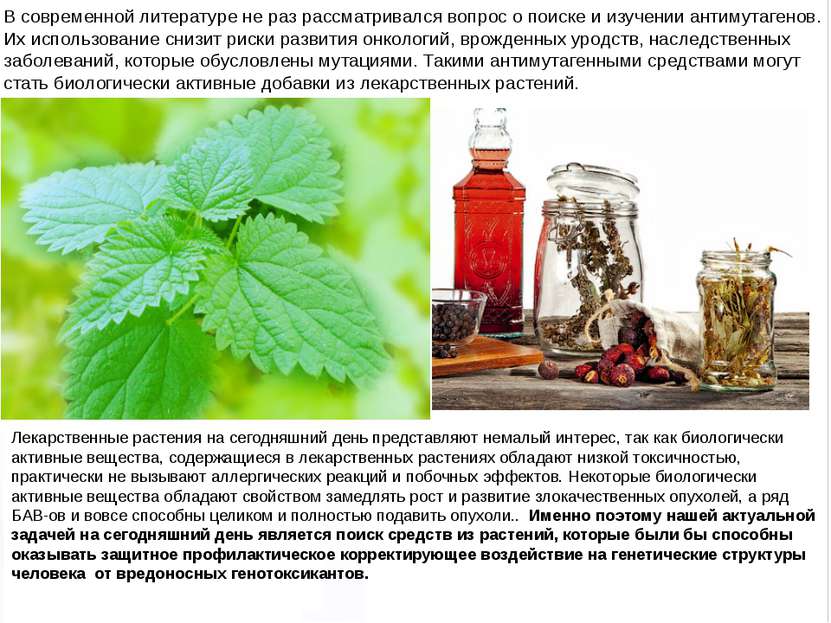 Домащенко А.Н. Лекарственные растения на сегодняшний день представляют немалы...