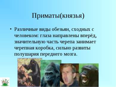 Приматы(князья) Различные виды обезьян, сходных с человеком: глаза направлены...