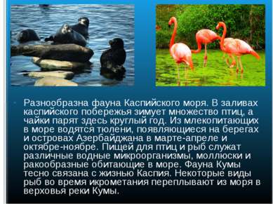 Разнообразна фауна Каспийского моря. В заливах каспийского побережья зимует м...