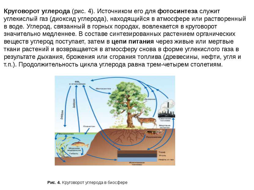 Круговорот углерода (рис. 4). Источником его для фотосинтеза служит углекислы...