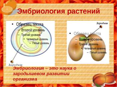 Эмбриология растений Эмбриология – это наука о зародышевом развитии организма