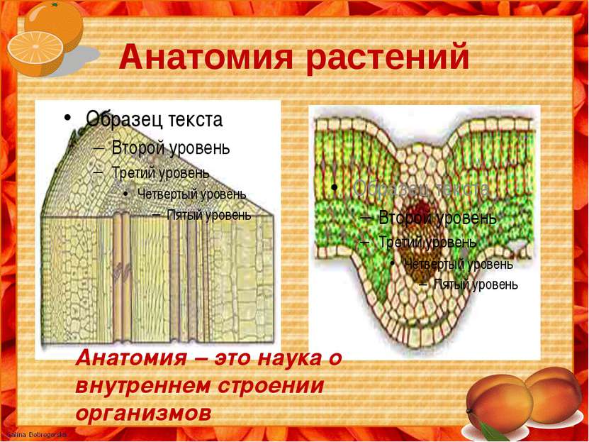 Анатомия растений Анатомия – это наука о внутреннем строении организмов