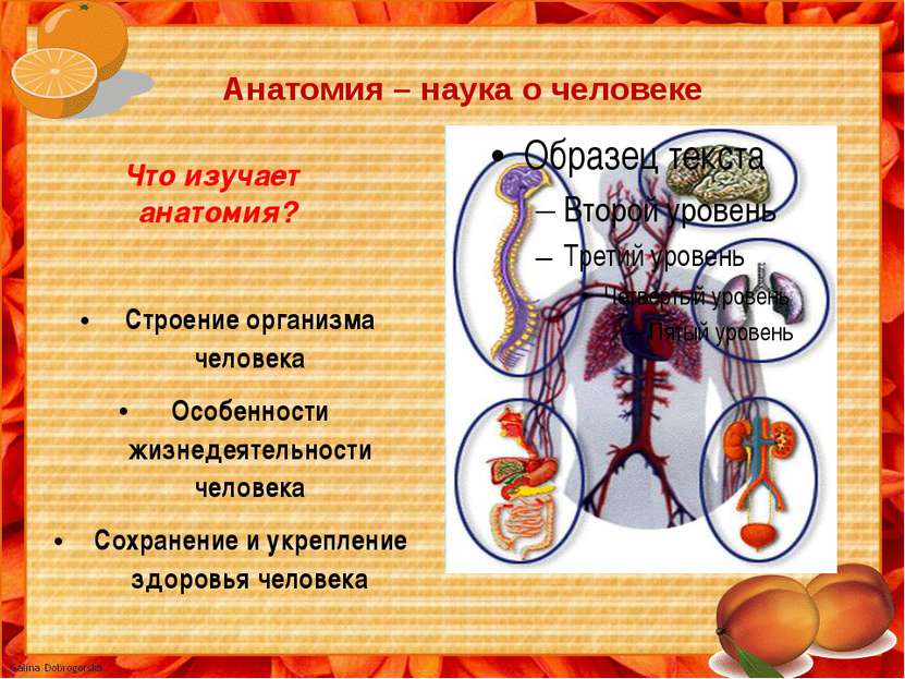 Анатомия – наука о человеке Что изучает анатомия? Строение организма человека...