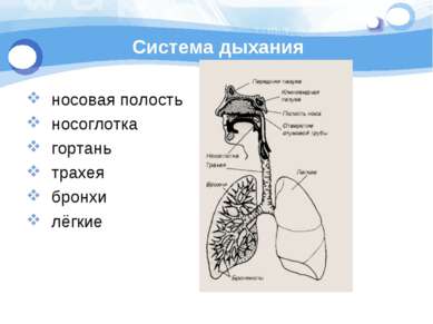 Система дыхания носовая полость носоглотка гортань трахея бронхи лёгкие