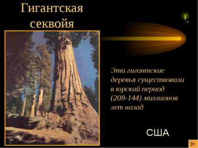 Гигантская секвойя Эти гигантские деревья существовали в юрский период (208-1...
