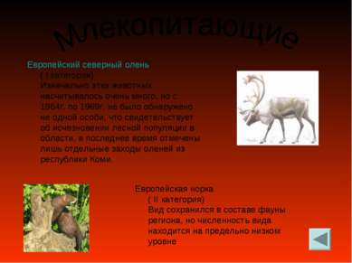 Европейский северный олень ( I категория) Изначально этих животных насчитывал...