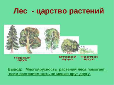 Лес - царство растений Вывод: Многоярусность растений леса помогает всем раст...