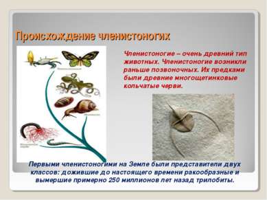 Происхождение членистоногих Членистоногие – очень древний тип животных. Члени...