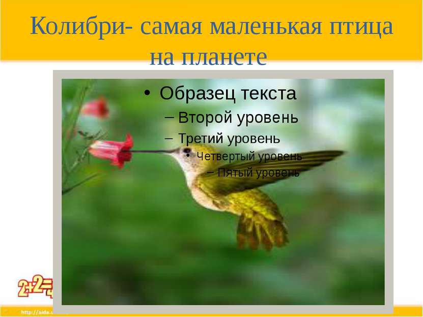 Колибри- самая маленькая птица на планете