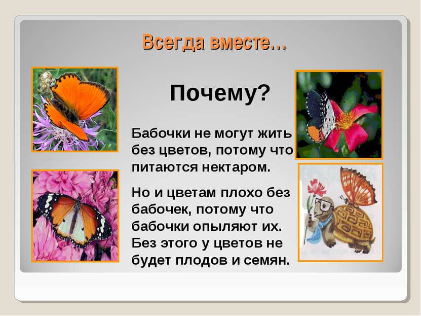 Всегда вместе… Бабочки не могут жить без цветов, потому что питаются нектаром...